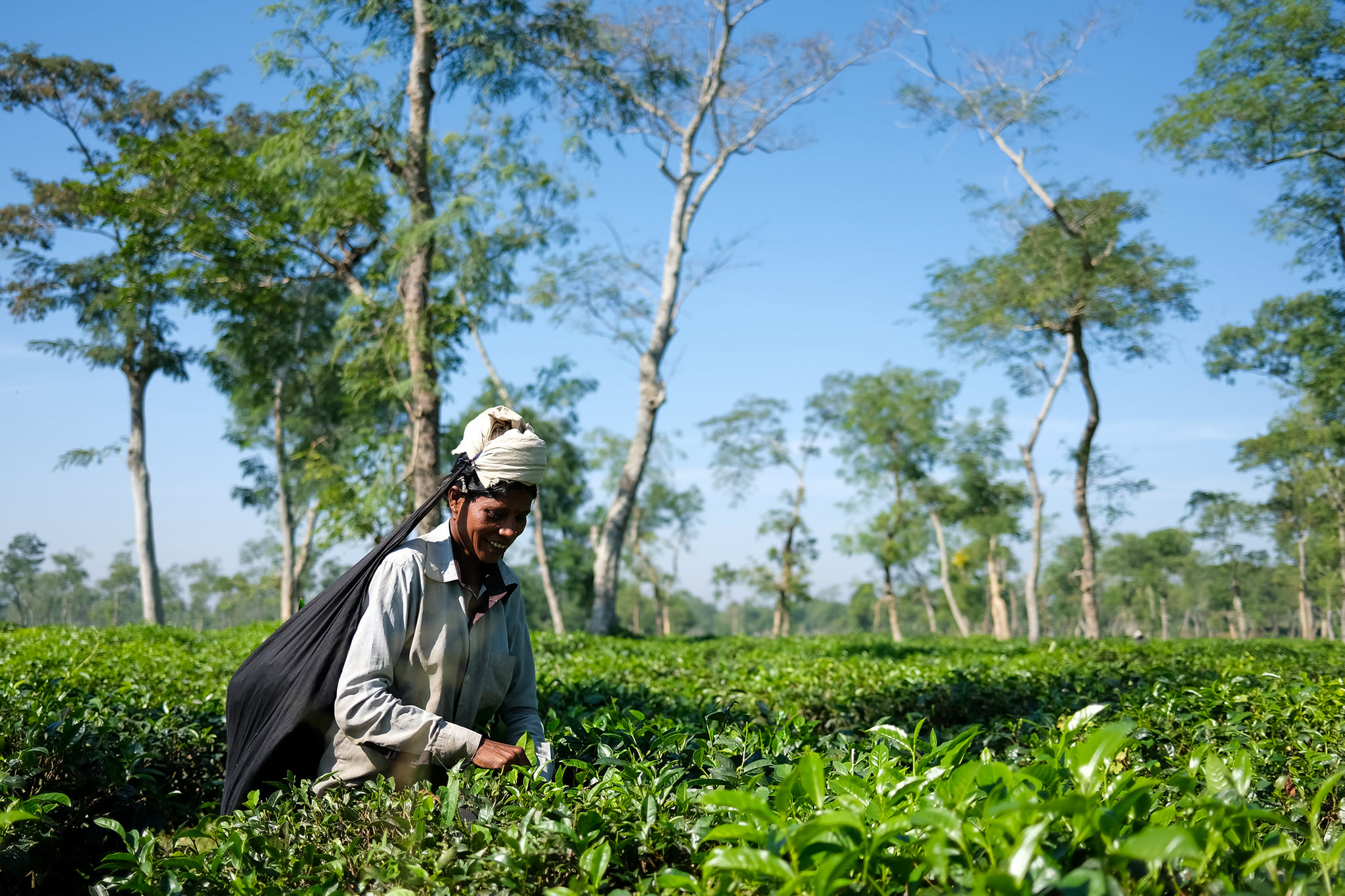 Sreemangal, Sylhet –